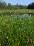 Eleocharis palustris