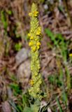 Verbascum thapsus. Соцветие. Кабардино-Балкария, Приэльбрусье, долина р. Адыр-Су, каменистый участок лугового склона. 12.07.2016.