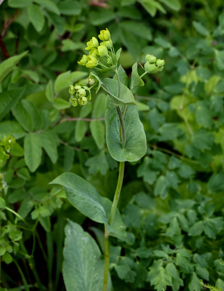 Image of Bupleurum longifolium ssp. aureum specimen.