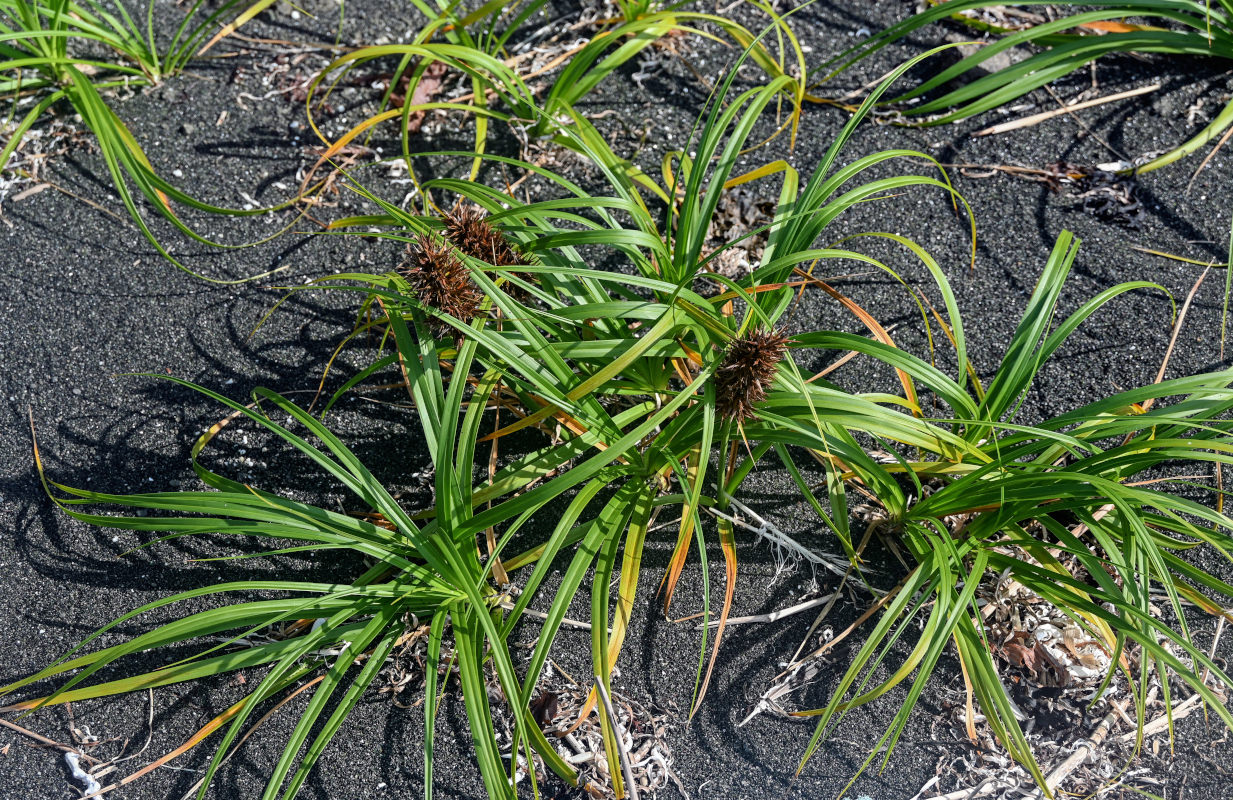 Image of Carex macrocephala specimen.