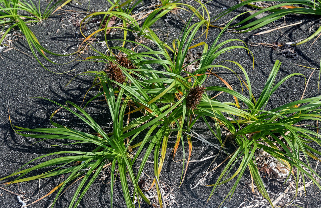 Изображение особи Carex macrocephala.