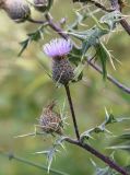 Cirsium ketzkhovelii. Веточка с цветущим и отцветшими соцветиями. Чечня, Шаройский р-н, окр. ур. Хилиди, выс. 2020 м н.у.м., луг. 23 августа 2023 г.