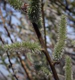 Salix caprea