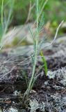 familia Brassicaceae. Нижняя часть цветущего растения. Республика Башкортостан, Хайбуллинский р-н, Акъюловский сельсовет, окр. дер. Акназарово, долина р. Сакмара, вершина прибрежного скальника. 29 апреля 2024 г.