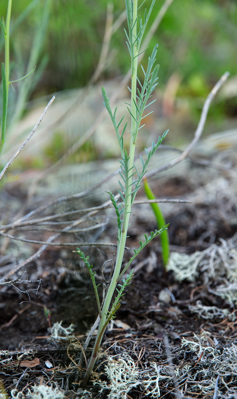 Image of Sisymbrium polymorphum specimen.