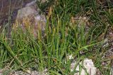 Carex riparia