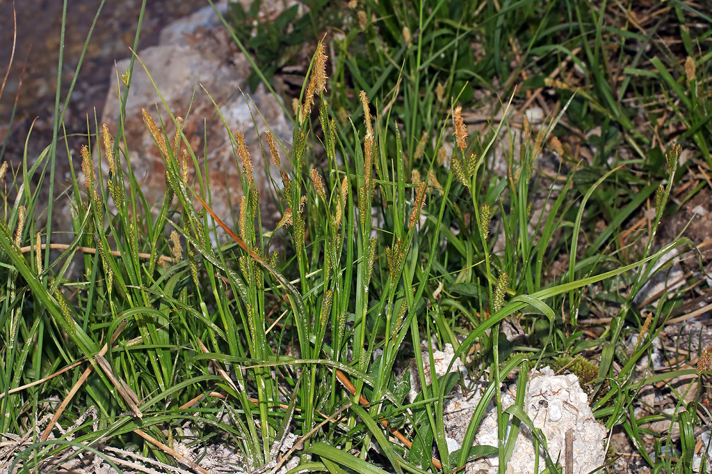 Image of Carex riparia specimen.