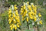 Phlomoides speciosa