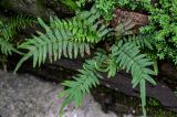 Pteris vittata. Взрослое растение. Китай, провинция Гуандун, г. Гуанчжоу, на стене дома. 28.05.2024.