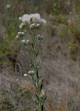 Erigeron acris