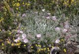 Convolvulus tauricus