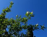 genus Exochorda. Верхушки побегов с соцветиями. Крым, Южный Берег, Никитский ботанический сад, в культуре. 06.04.2024.