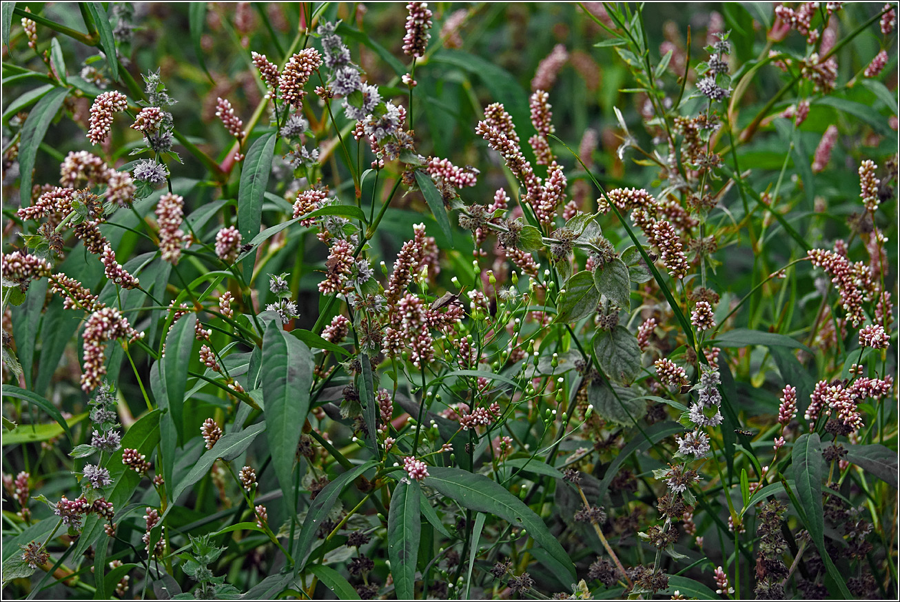 Image of Persicaria lapathifolia specimen.