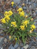 Crepis crocea