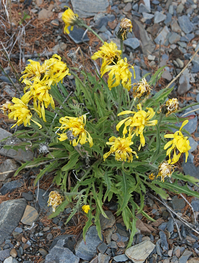 Image of Crepis crocea specimen.