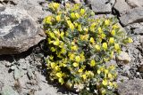 Astragalus lasiosemius. Цветущее растение. Таджикистан, Горно-Бадахшанская автономная обл., Ишкашимский р-н, Шахдаринский хр., дол. р. Памир, выс. ≈ 3800 м н.у.м., сухой каменистый склон. 3 июля 2024 г.