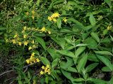 Lysimachia vulgaris
