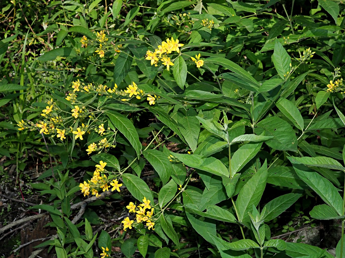 Image of Lysimachia vulgaris specimen.