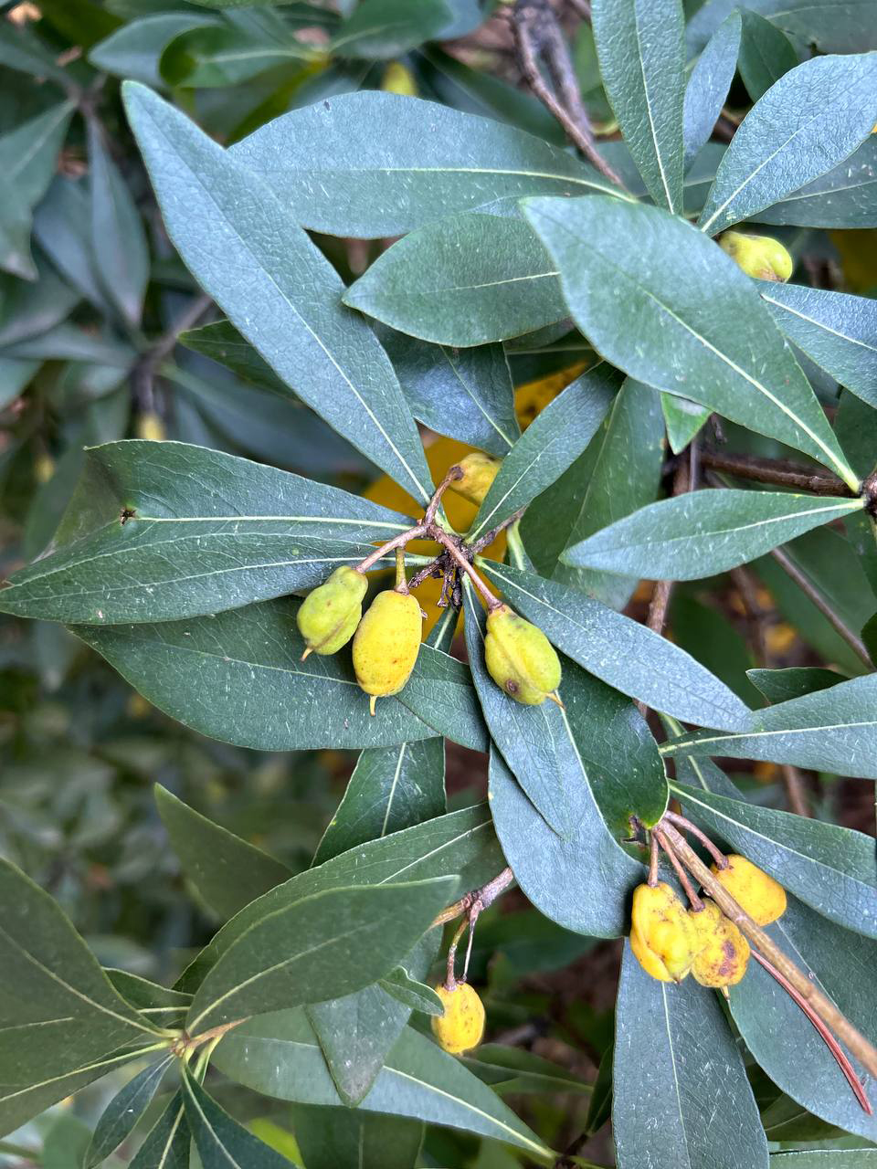 Image of Pittosporum heterophyllum specimen.