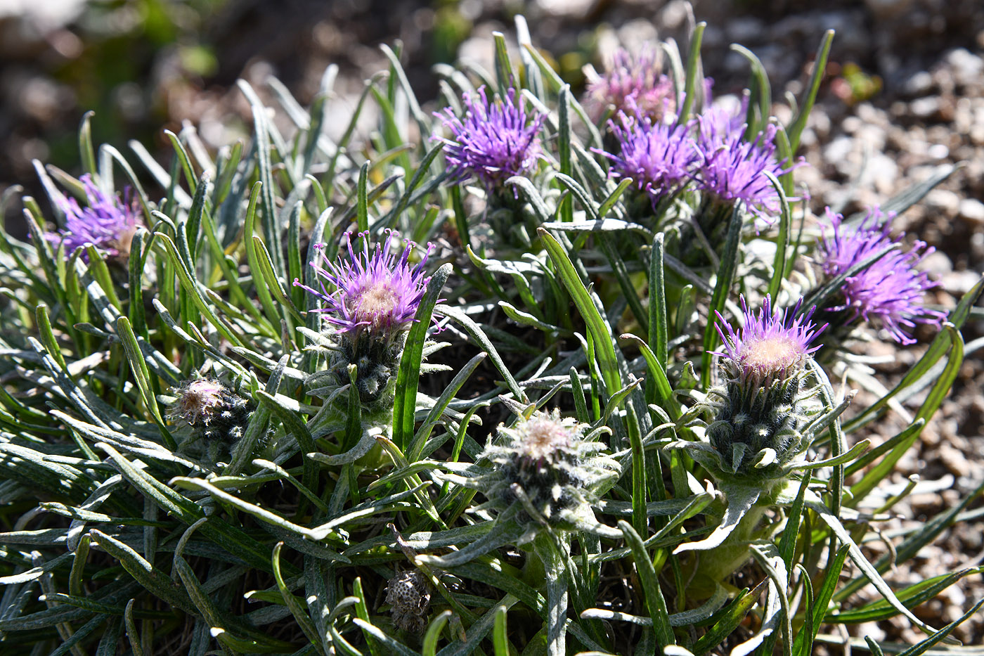 Image of Saussurea leucophylla specimen.