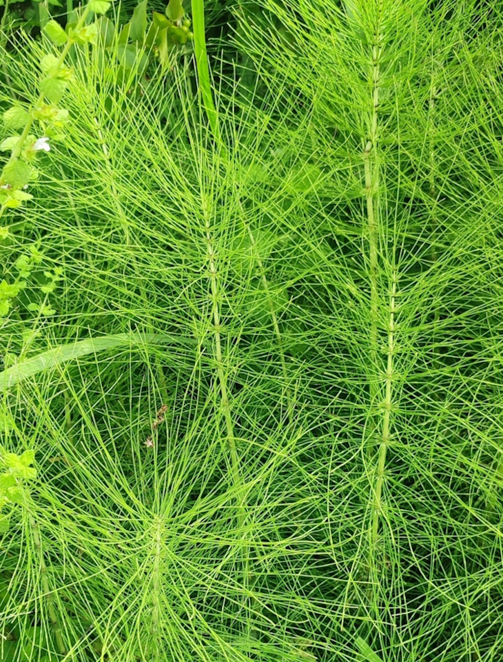 Изображение особи Equisetum telmateia.