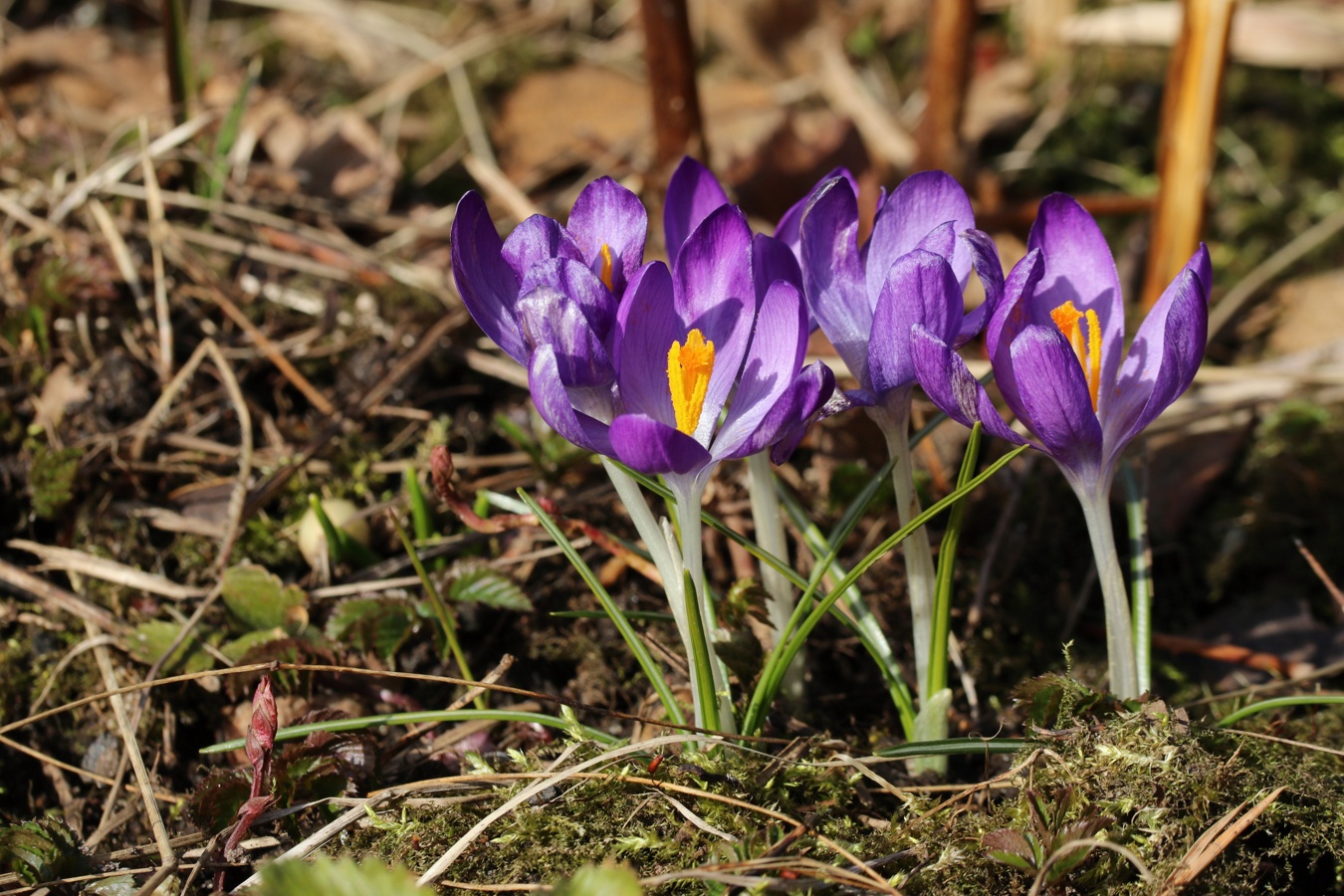 Изображение особи Crocus vernus.