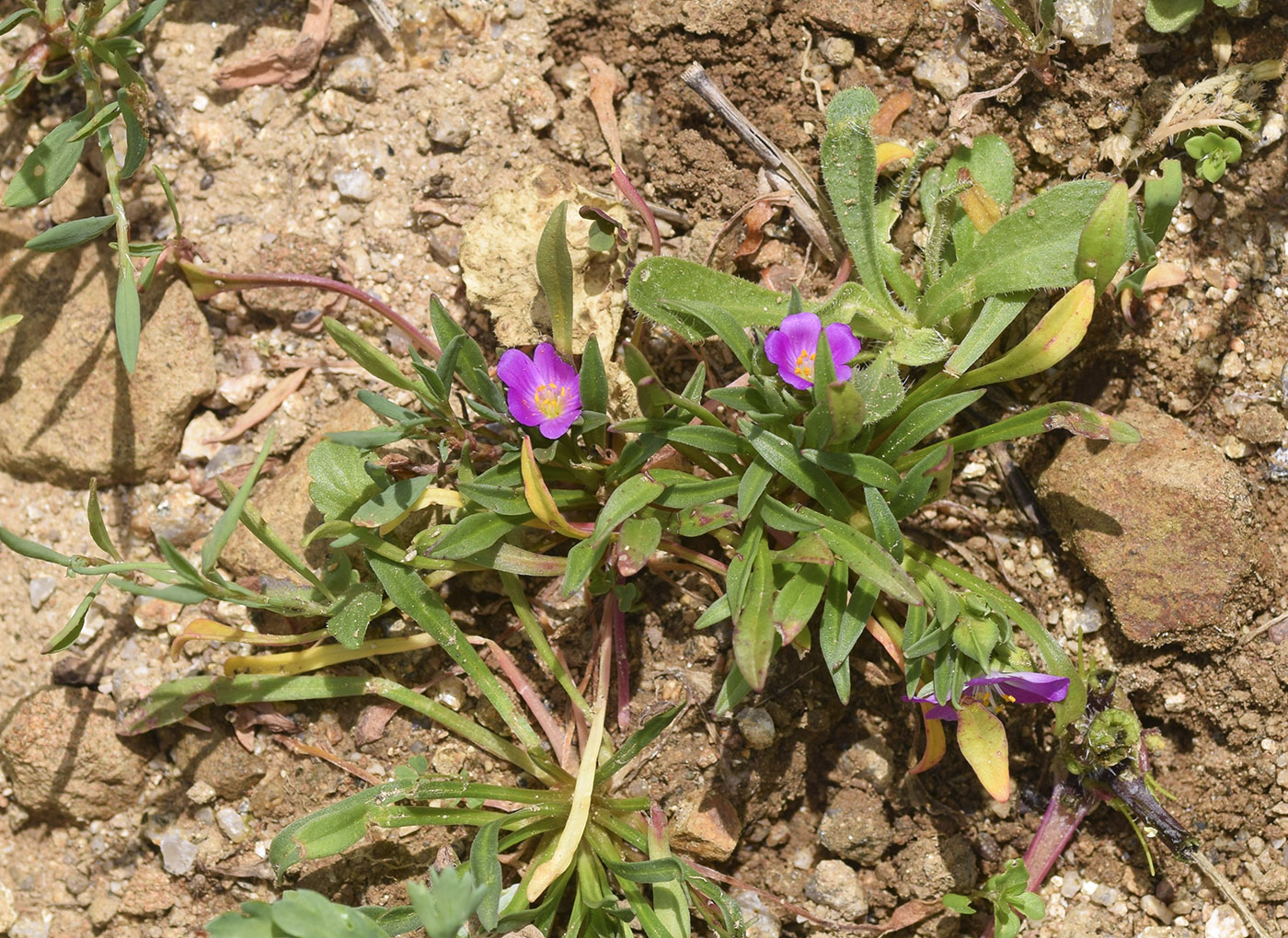 Image of Calandrinia ciliata specimen.