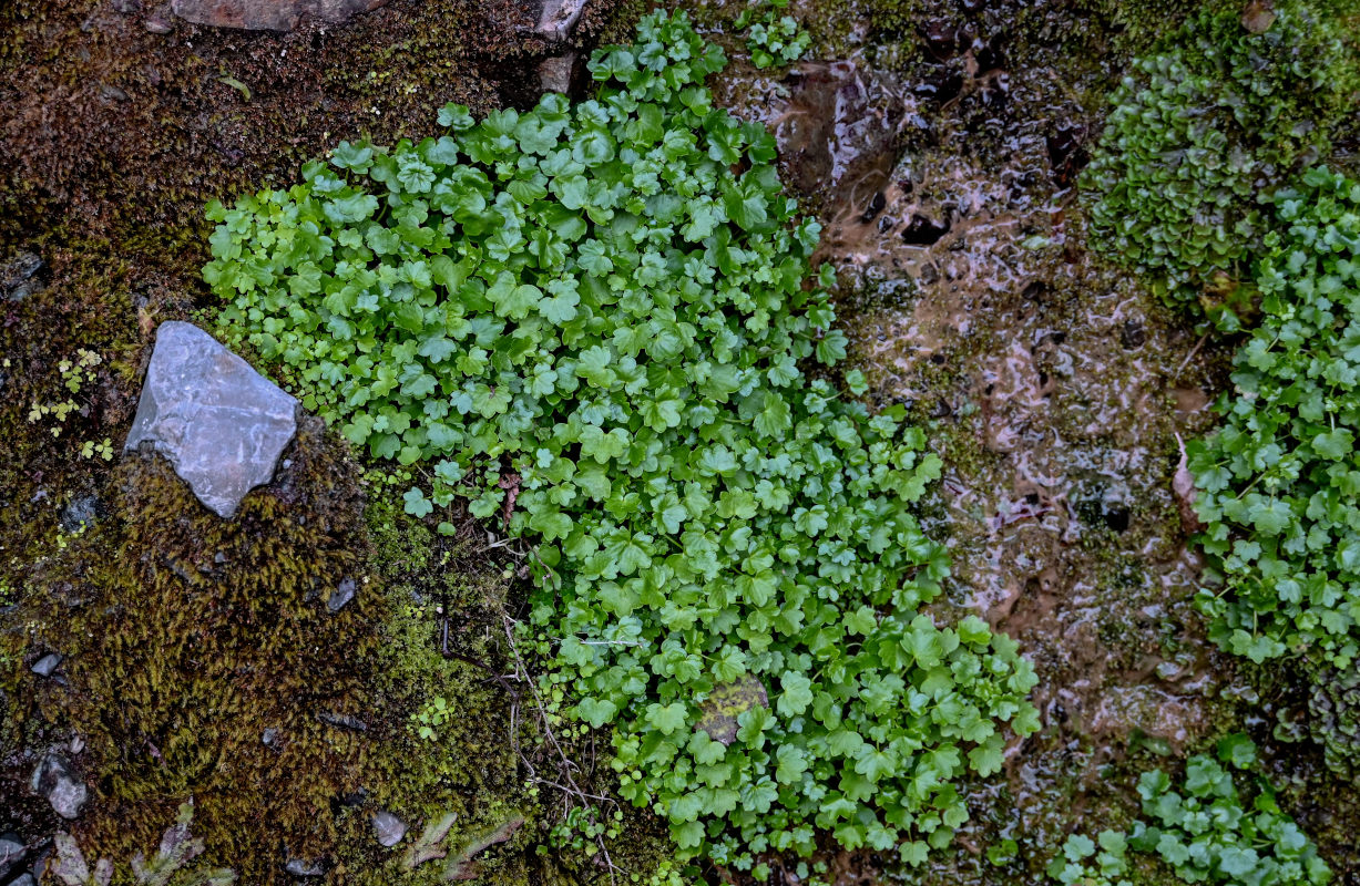 Изображение особи Saxifraga cymbalaria.