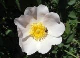 genus Rosa. Цветок с пчелой. Казахстан. Туркестанская обл., Толебийский р-н, юго-восточная окраина с. Бургулюк, дол. ручья, южный борт, кусты вдоль дороги. 07.05.2025.