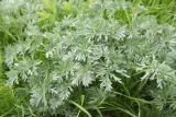 Artemisia absinthium. Верхушка вегетирующего растения. Грузия, Самцхе-Джавахети, Ахалкалакский муниципалитет, оз. Карцахи, северный берег, нижняя береговая терраса, луг. 18 мая 2025 г.