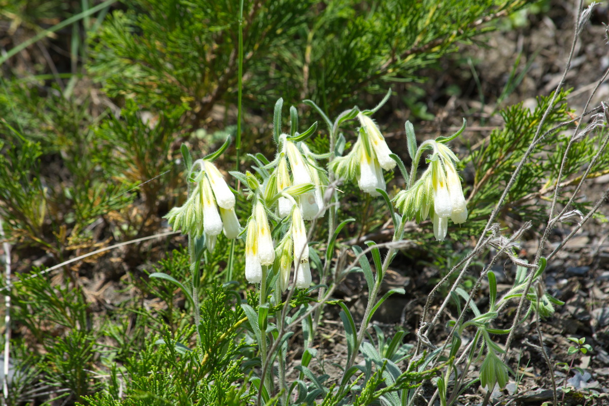 Image of genus Onosma specimen.