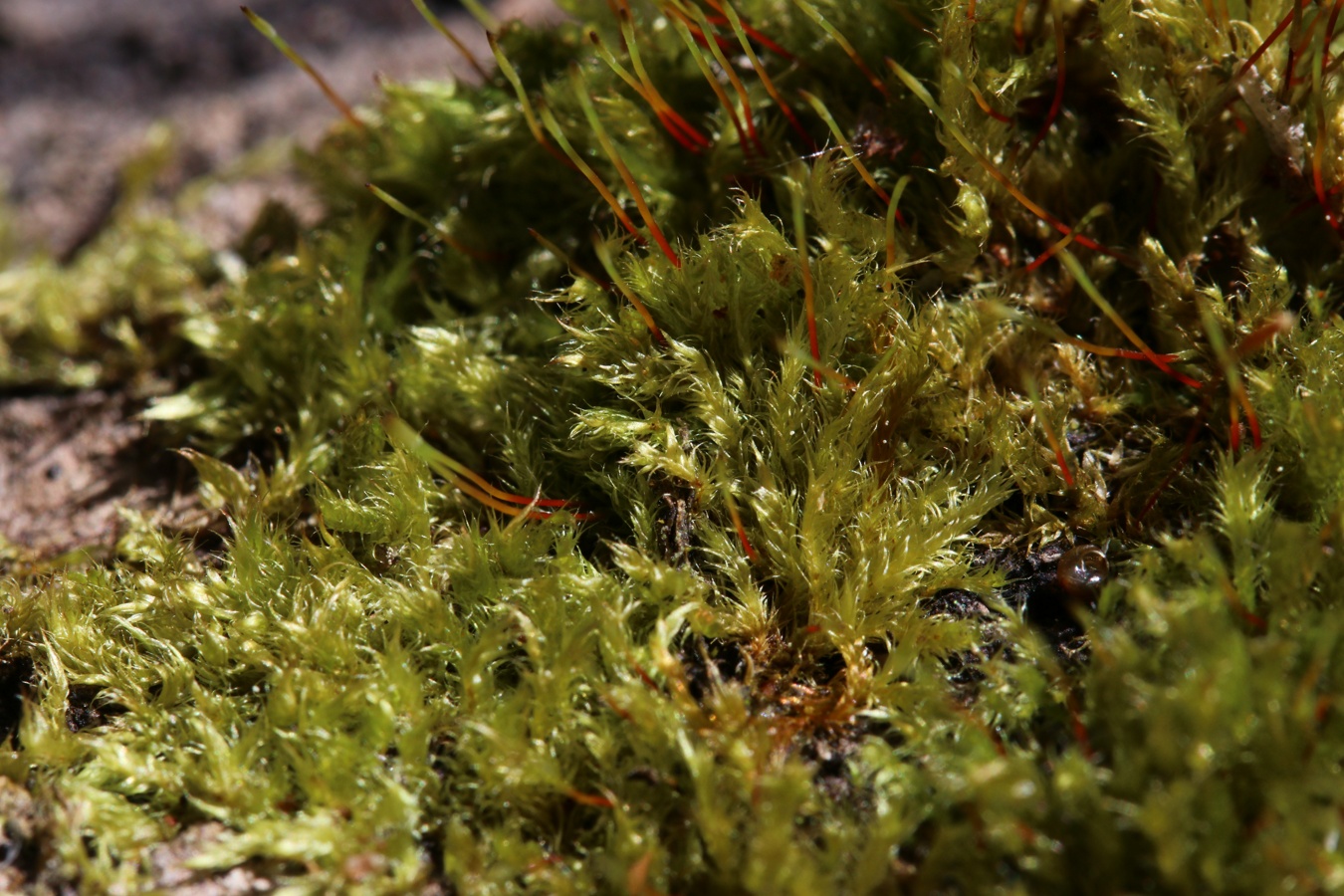 Image of class Bryopsida specimen.