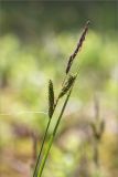Carex nigra
