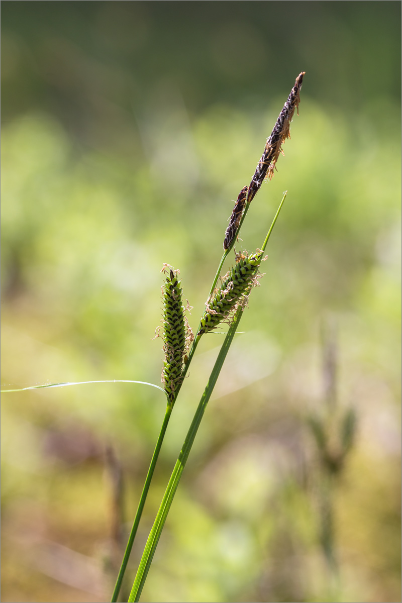 Изображение особи Carex nigra.
