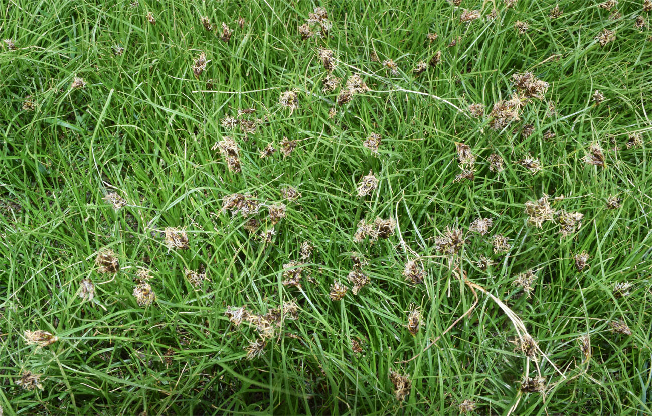 Изображение особи Carex pachystylis.