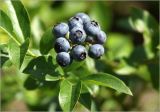 Vaccinium corymbosum. Созревающие плоды. Московская обл., Раменский р-н, окр. дер. Хрипань, садовый участок. 29.07.2025.