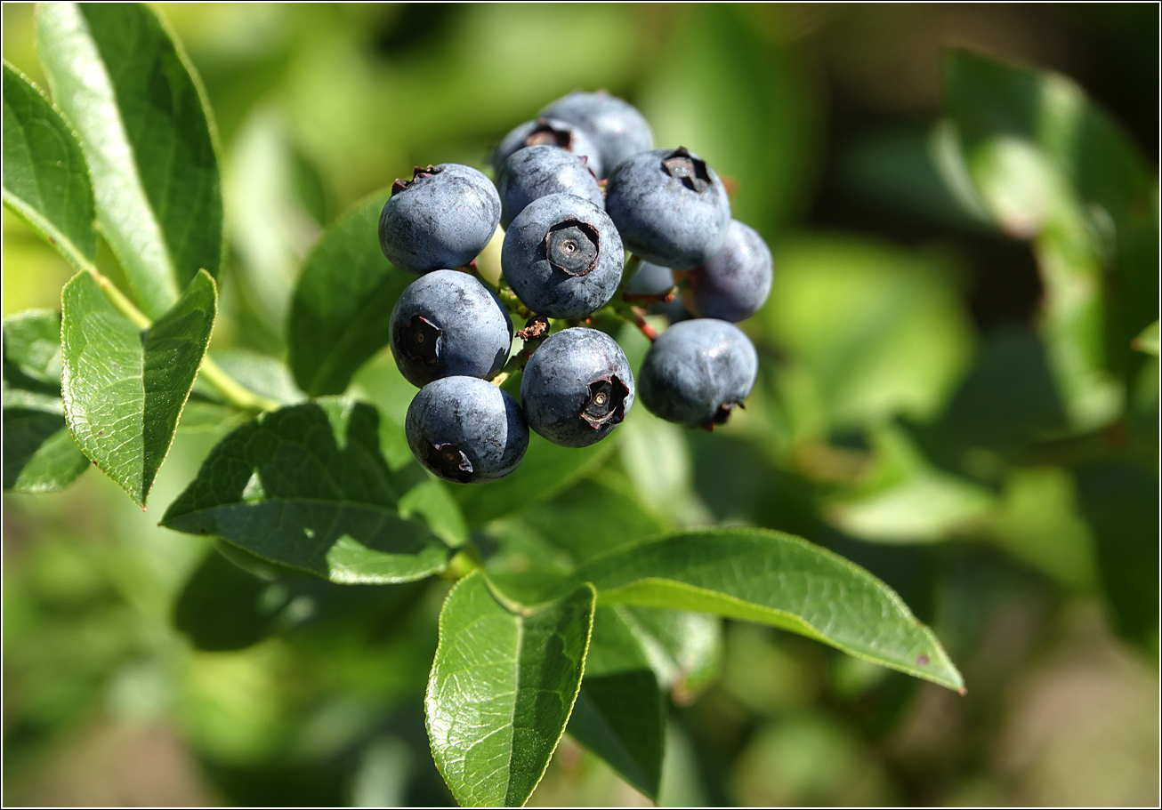 Image of Vaccinium corymbosum specimen.