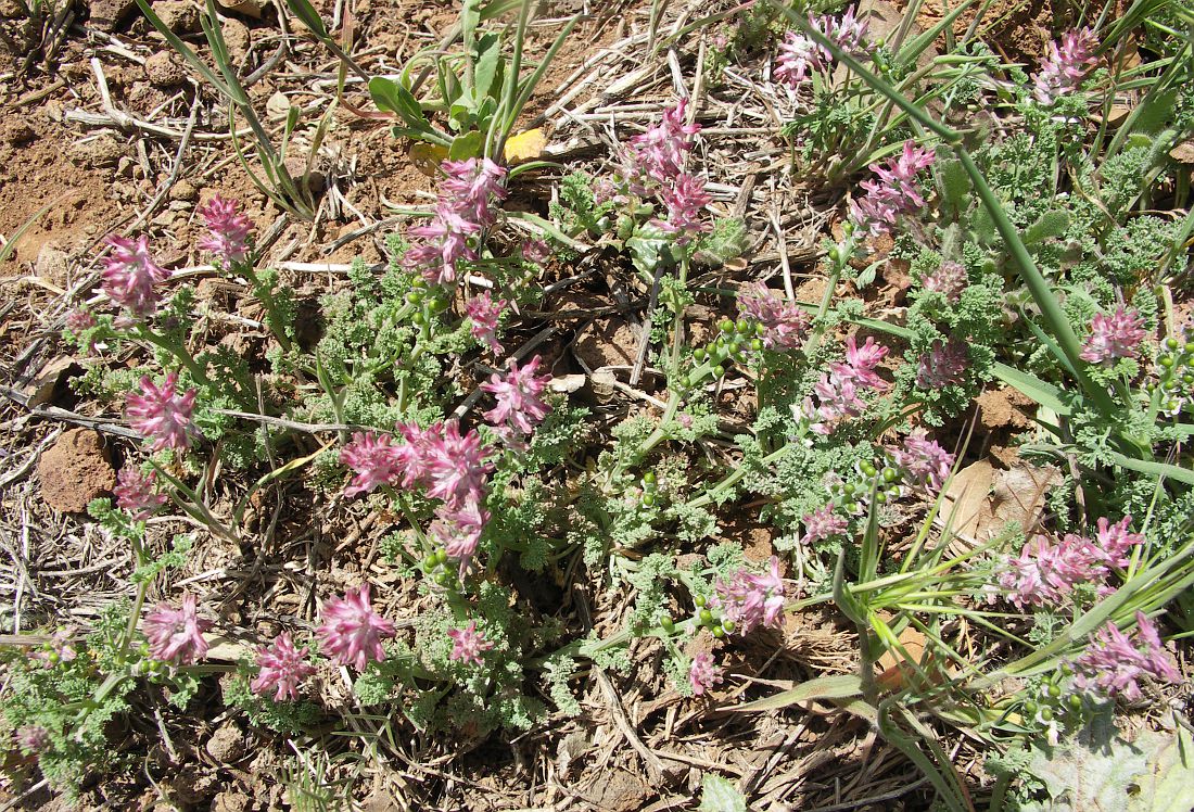 Image of Fumaria densiflora specimen.