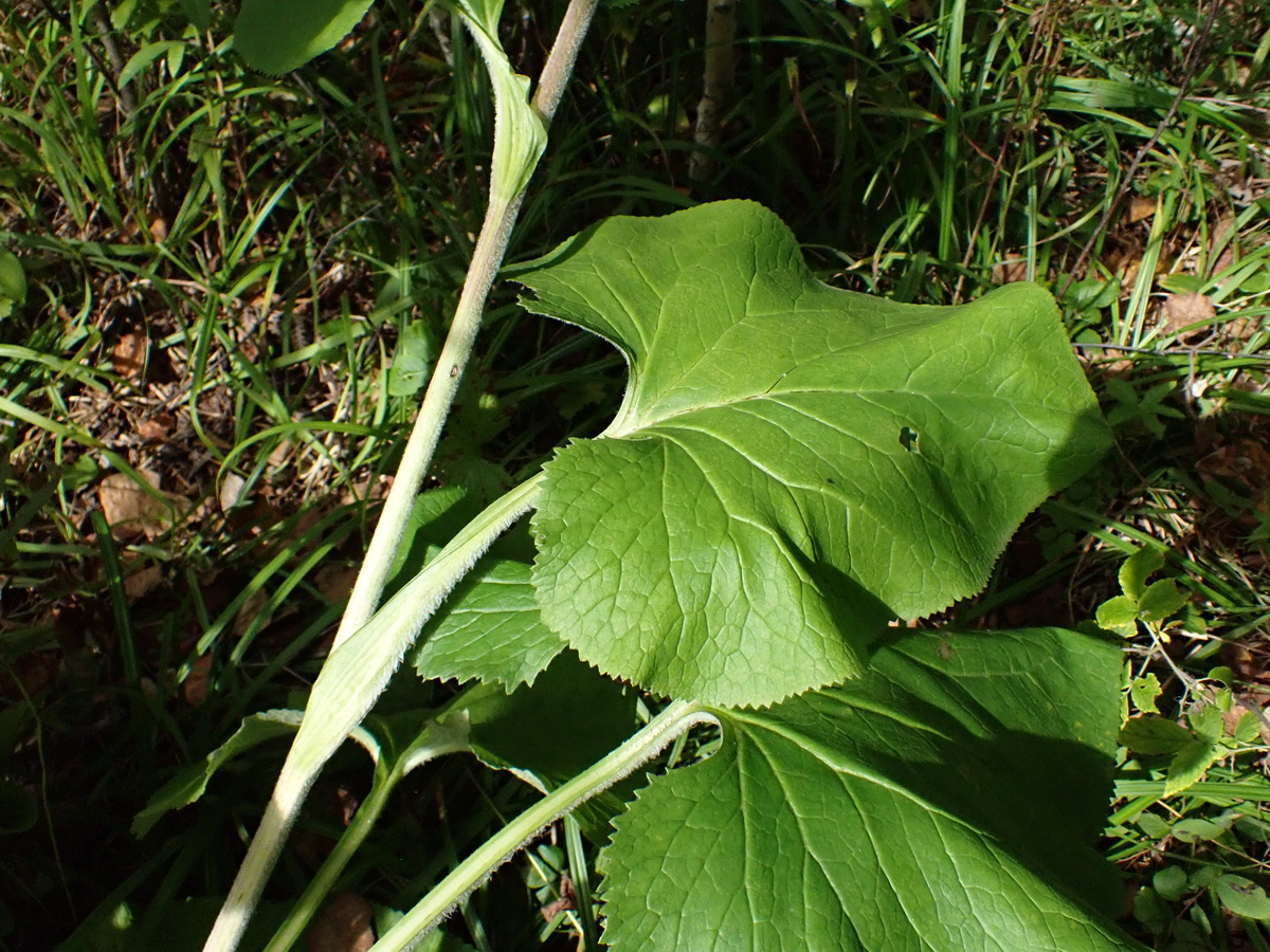 Изображение особи Parasenecio hastatus ssp. orientalis.