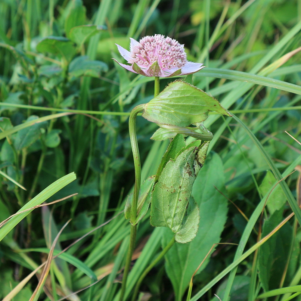Image of Astrantia maxima specimen.