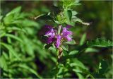 Monarda citriodora. Часть побега с соцветием. Московская обл., Раменский р-н, окр. дер. Хрипань, садовый участок. 10.09.2025.