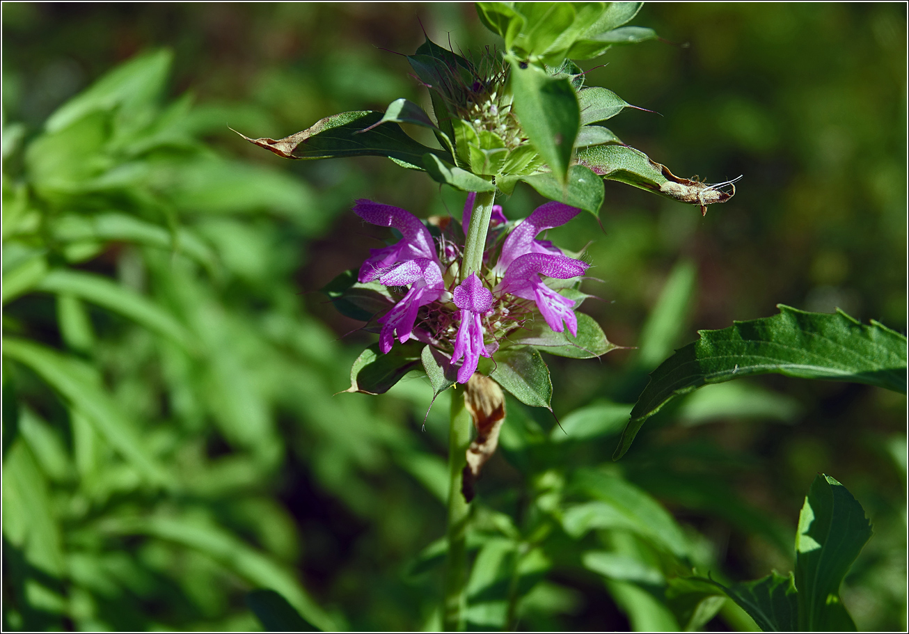Изображение особи Monarda citriodora.