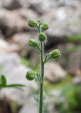Staphisagria macrosperma. Верхушка соцветия с бутонами. Турция, пров. Мугла, р-н Фетхие, о. Гемиле, каменистый склон рядом с развалинами византийских храмов. 08.05.2025.