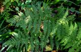 Athyrium filix-femina