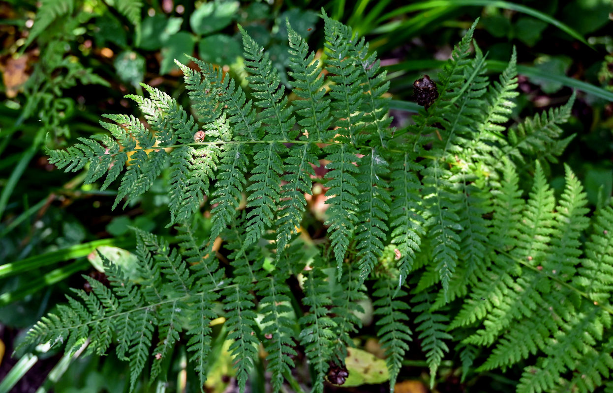 Изображение особи Athyrium filix-femina.