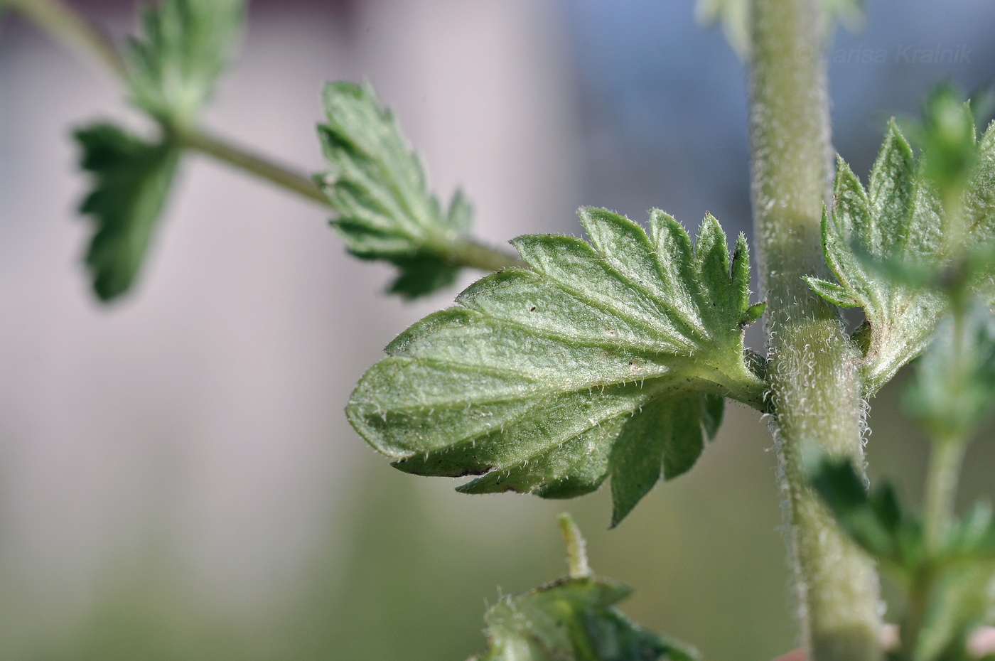 Изображение особи род Euphrasia.