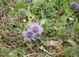 Globularia vulgaris