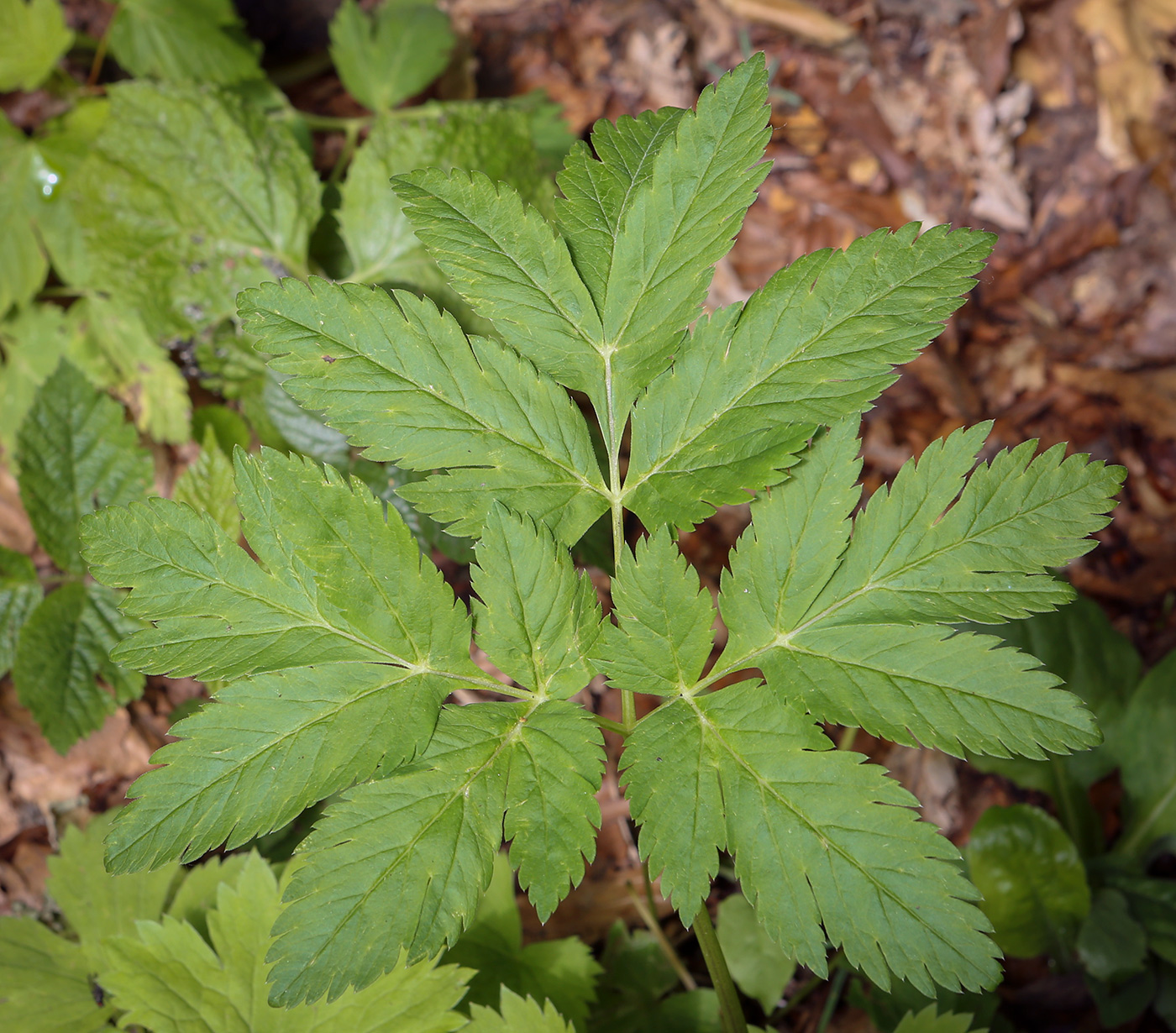 Image of genus Chaerophyllum specimen.