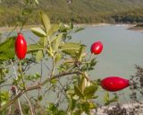 Rosa canina. Верхушка ветви с плодами. Краснодарский край, м/о город-курорт Геленджик, окр. пос. Светлый, щель Церковная, дамба вдхр. 14.10.2018.