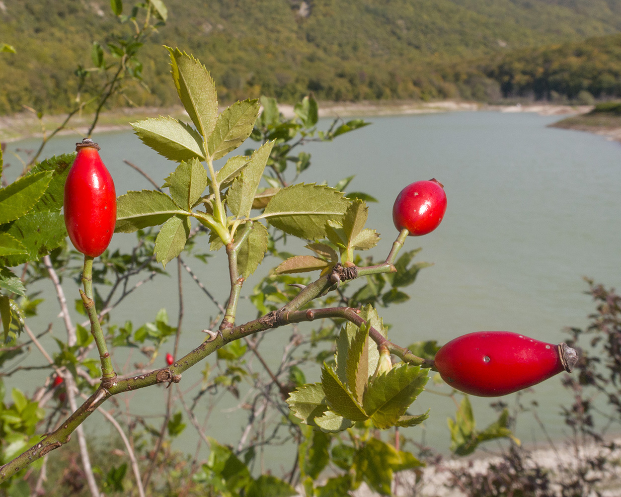 Image of Rosa canina specimen.